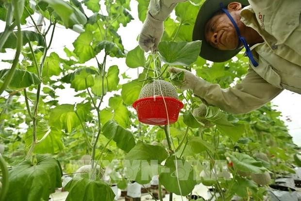 Un modelo de agricultura inteligente en la provincia norteña de Bac Ninh. (Fotografía: VNA)
