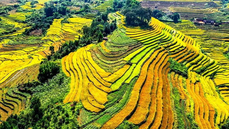 Campos de arroz dorados en Binh Lieu. (Fotografía: VOV)