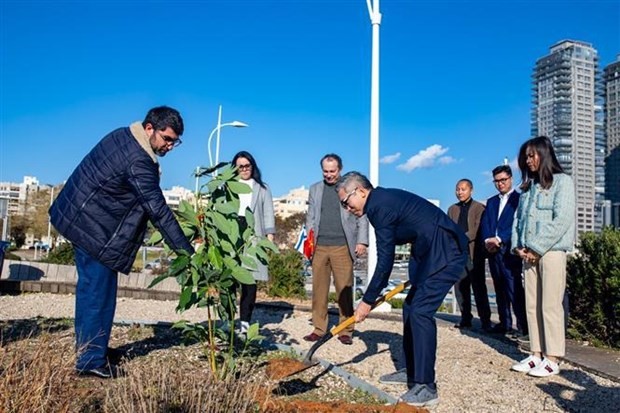 Embajador de Vietnam en Israel, Ly Duc Trung y el vicealcalde de la ciudad de Ashdod en la plantación de árboles. (Fotografía: VNA)