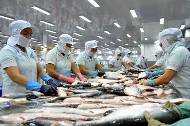 Procesamiento del pescado Tra para la exportación (Fotografía: VNA)