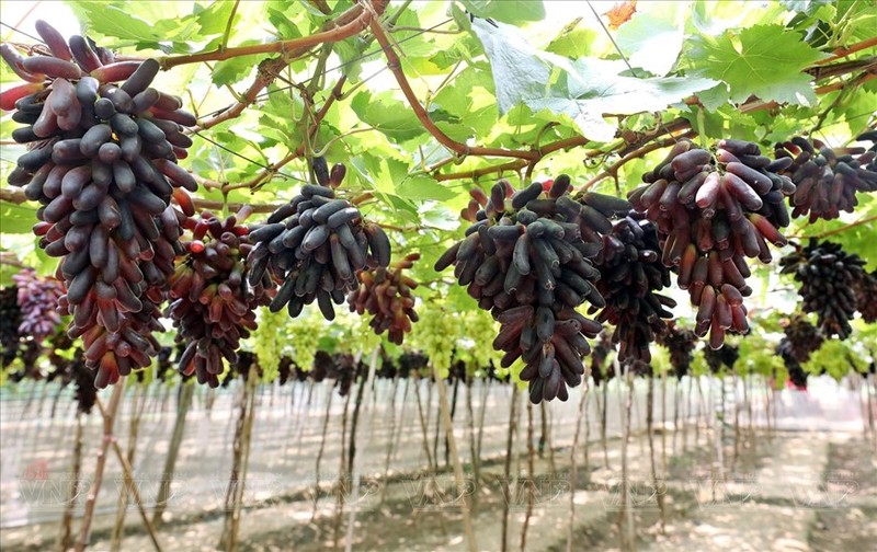 El primer viñedo de “dedo negro” sin semilla (NH04-102) en Ninh Thuan, en su temporada de cosecha.