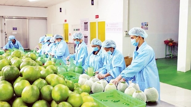 Las frutas vietnamitas para la exportación.