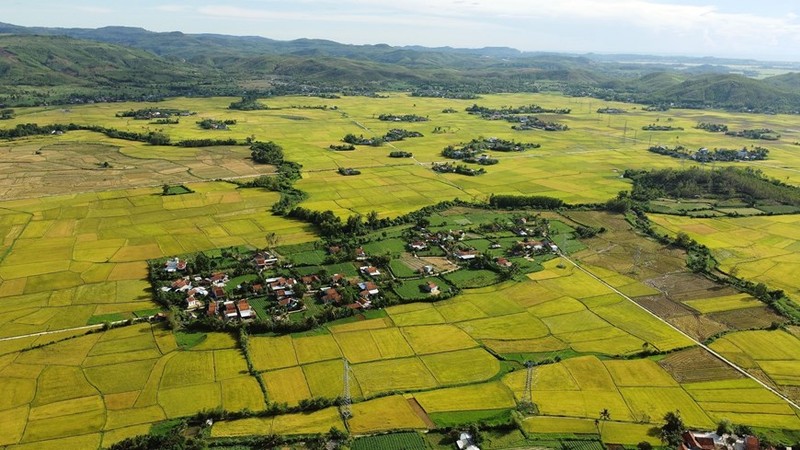 Campos de arroz en la comuna de Hoa Quang Bac, distrito de Phu Hoa, en la temporada de verano-otoño. 