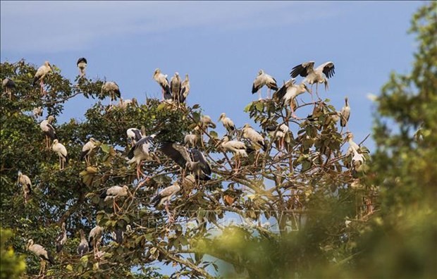 Una manada de picotenazas asiáticos raros, con más de mil ejemplares, migraron para buscar comida en el área despejada de Ta Not, en el Parque Nacional Lo Go – Xa Mat (Fotografía: VNA)