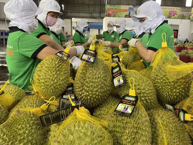 La exportación de Durian alcanzará 1,5 mil millones de dólares en octubre. (Foto: baochinhphu.vn)