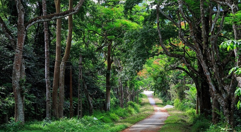 Parque Nacional de Cuc Phuong. (Fotografía: moitruongdulich.vn)