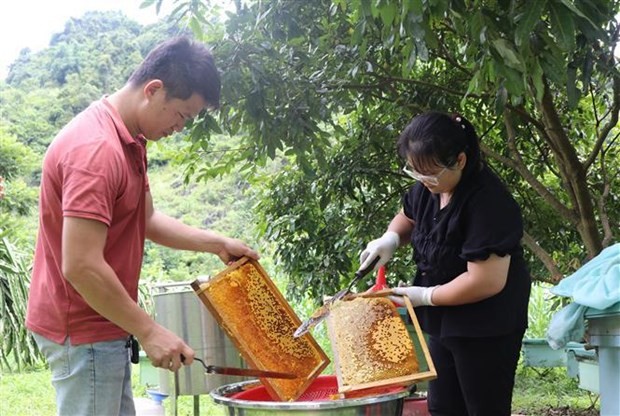 La producción de miel en la planta de Doan Linh en la comuna de Minh Tam, de la provincia de Cao Bang. (Fotografía: VNA)