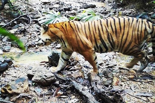 Tigre malayo (Fotografía: Bangkok Post)