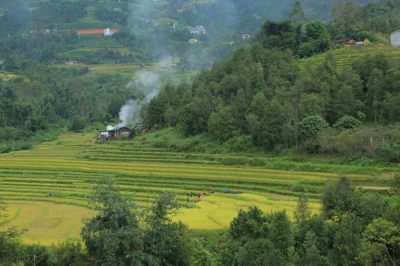 Paisaje poético de campos en terrazas en la temporada del arroz dorado en Binh Lieu.