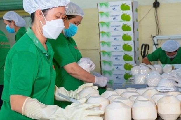 Los cocos frescos vietnamitas tienen una gran oportunidad cuando se abren al mercado estadounidense y tienen la perspectiva de exportarse al mercado chino. (Fotografía: nongnghiep.vn)
