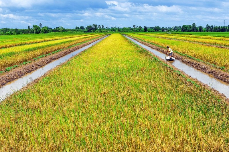 Los campos de arroz dorado en el distrito de Tran Van Thoi tienen un gran potencial para el desarrollo del turismo agrícola.