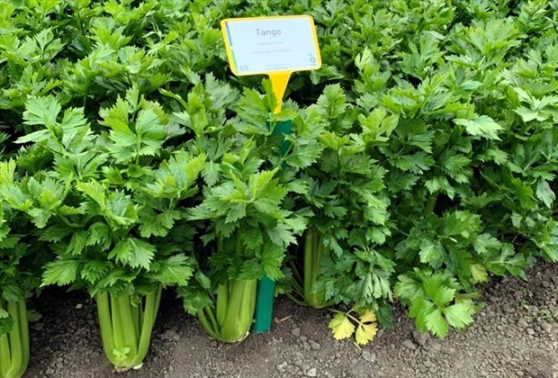 Recientemente, la variedad de apio “supergigante”, que alcanza aproximadamente un metro de altura y pesa entre 1,9 y 3 kilogramos por planta, ha cumplido los estándares internacionales y se cultivó con éxito en las granjas de alta tecnología de la compañía. (Foto: Archivo de Vinapharma-Group)