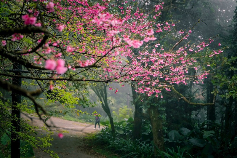 La belleza de las flores de cerezos en el Parque Nacional de Ba Vi