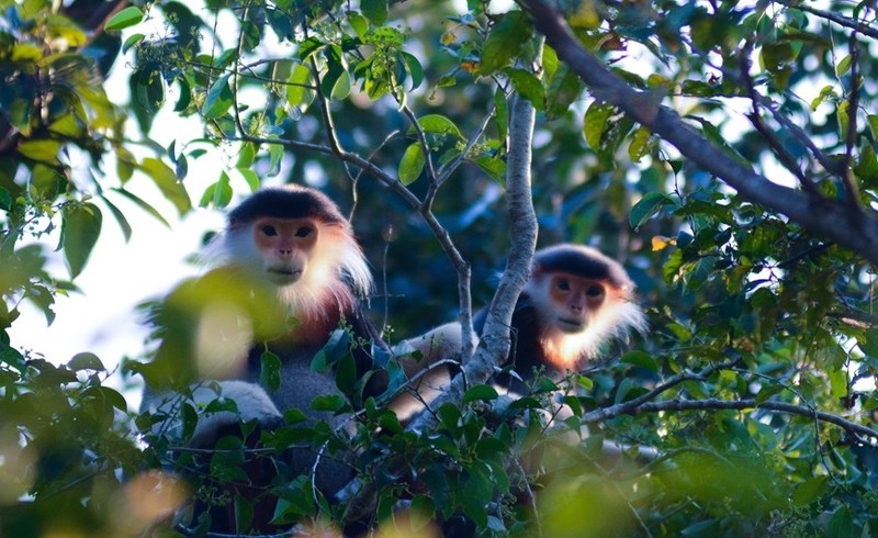 El langur jaspeado con el nombre científico de Pygathrix nemaeus vive en familias individuales con sólo un macho adulto, 2-3 hembras (esposas) y niños.