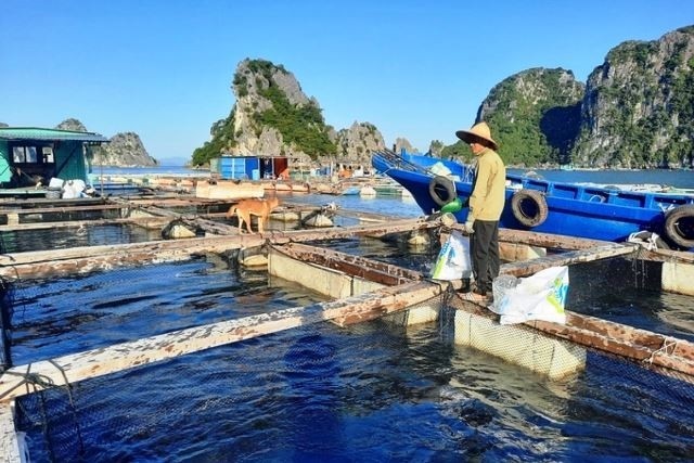 Modelo de acuicultura sostenible en Van Don, Quang Ninh. (Foto: dangcongsan.vn)