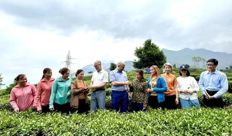 Una delegación de la Embajada de Canadá en Vietnam visita colinas de té en la provincia de Lai Chau. (Foto: VNA)