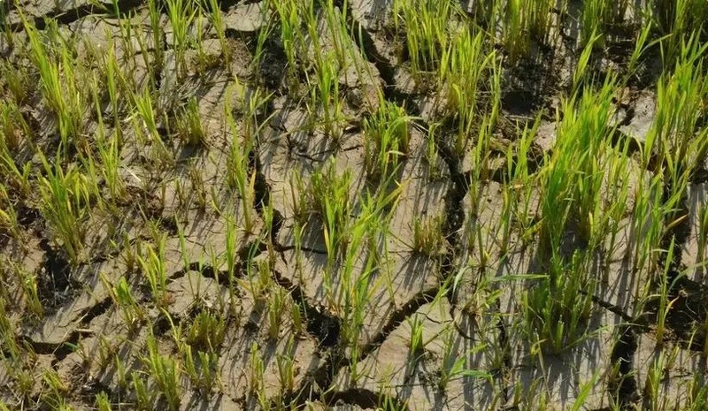 Los campos de arroz de la población de la comuna de Bong Krang, distrito de Lak (Dak Lak) sufren a la sequía. (Foto: VNA)