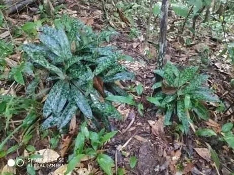 Una población de orquídea Paphiopedilum callosum (Rchb.f.) Stein descubierta en la provincia de Dak Lak. 