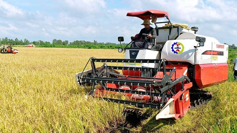 Calidad de arroz de Vietnam mejora gracias a buenas variedades