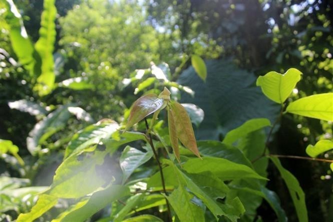 La planta Tra hoa trai mong (Camellia pleurocarpa) en la Reserva Natural Pu Luong (Foto: VNA)