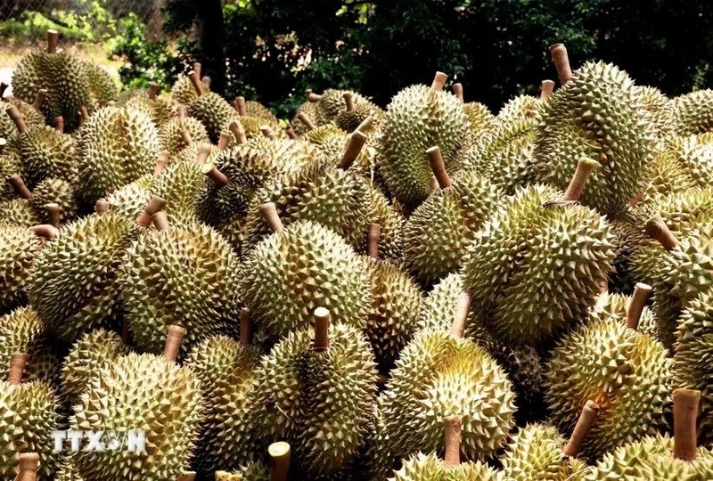 Durian fresco para exportación. (Foto: VNA)