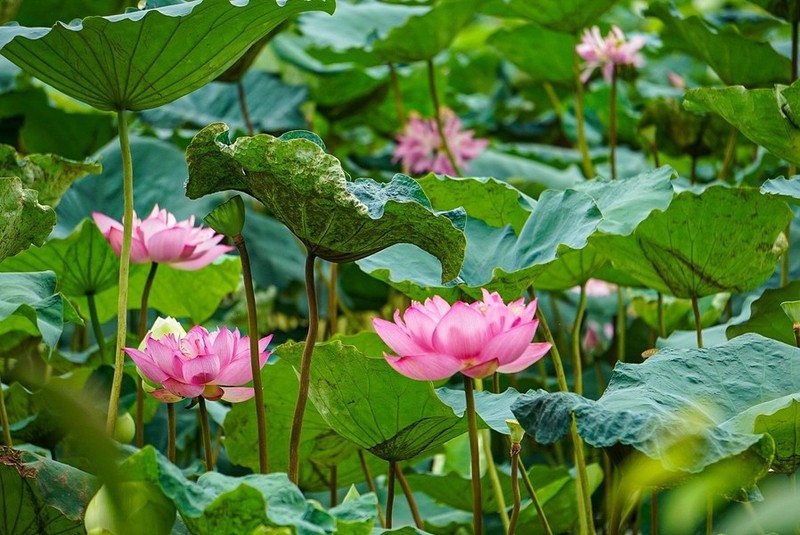 El loto Bach Diep tiene flores grandes, de gran persistencia y con un aroma perdurable. Cuando florece, es tan grande como dos manos, de muchos pétalos en capas para cubrir el pistilo, los sépalos y el arroz de loto (puntas blancas del pistilo).