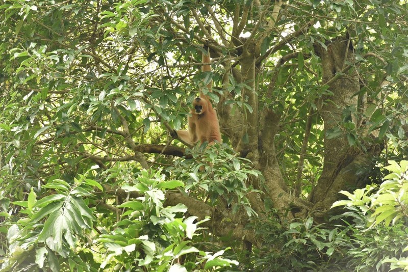 El Parque Nacional Cuc Phuong preserva casi 180 ejemplares de 15 especies de primates raras y en peligro de extinción. De ellas, nueve especies se han reproducido con éxito.