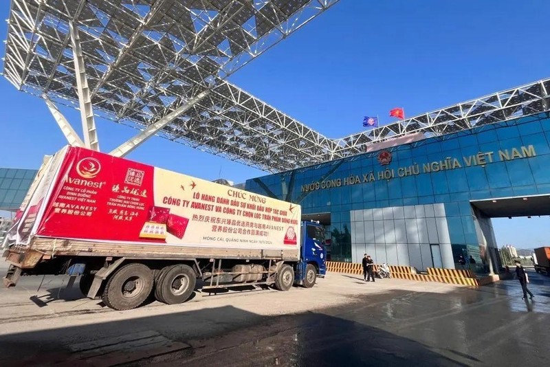 El primer lote de nidos de golondrina exportado a China a través del cruce fronterizo en Quang Ninh (Foto: VNA)