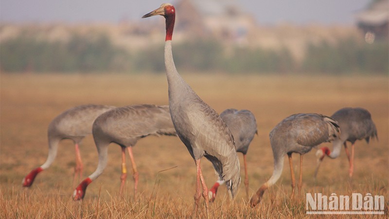 Unen manos en Vietnam para recuperar hábitat natural de grulla de corona roja