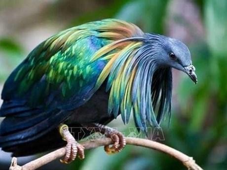 La paloma de Nicobar (Caloenas nicobarica) es una especie de ave columbiforme de la familia Columbidae. (Fotografía: VNA)