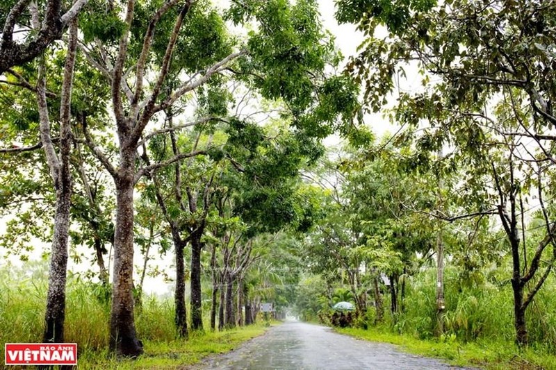 Entrada al Parque Nacional con dos filas de árboles verdes a ambos márgenes de la carretera. (Fotografía: VNA)