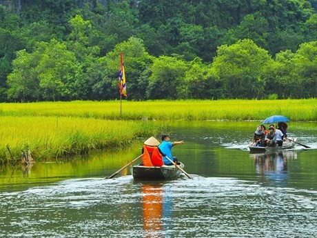 Visitantes al complejo turístico Tam Coc-Bich Dong en la provincia norteña de Ninh Binh en la temporada de cosecha de arroz. (Fotografía: VNA)