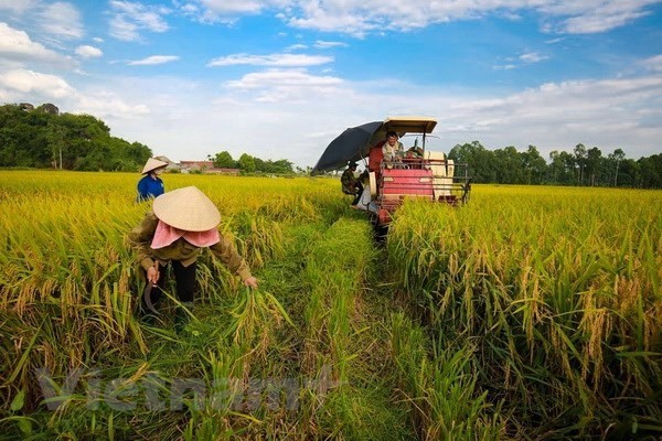 El sector agrícola aporta 7,82 mil millones de dólares al superávit comercial de Vietnam. (Fotografía: VNA)