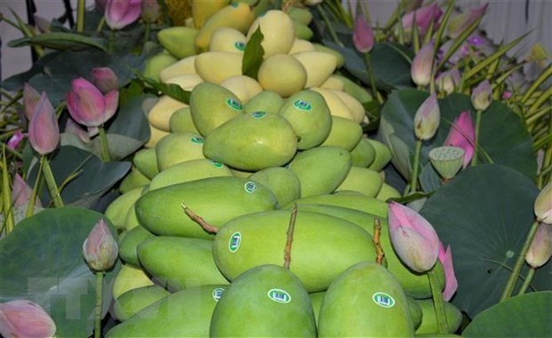 Los mangos de Dong Thap para la exportación. (Fotografía: VNA)