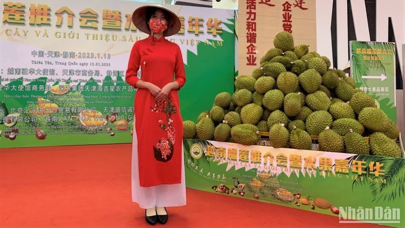 Presentan durián vietnamita en Tianjin. (Fotografía: Nhan Dan)