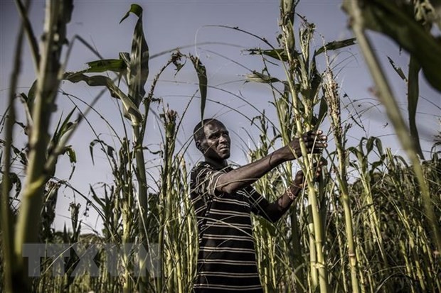 Un agricultor en un campo de maíz dañado por la sequía en Turkana, Kenia. (Fotografía: AFP/VNA)