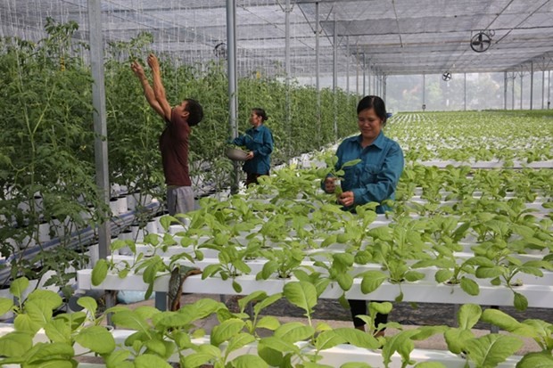 Hanói planea tener 250 cooperativas agrícolas de alta tecnología para 2030. (Fotografía: hanoimoi.com.vn)