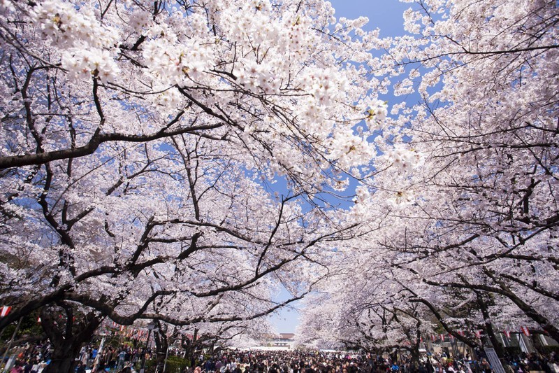 Comienza en Japón la temporada de los cerezos en flor, la época más atractiva del año para los turistas. (Foto: Getty image)