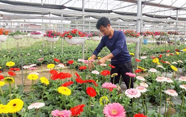 El modelo de cultivo de flores en la comuna de Tich Giang recibe ayuda financiera del Fondo de Promoción Agrícola de la ciudad capital. (Fotografía: hanoimoi.com.vn)