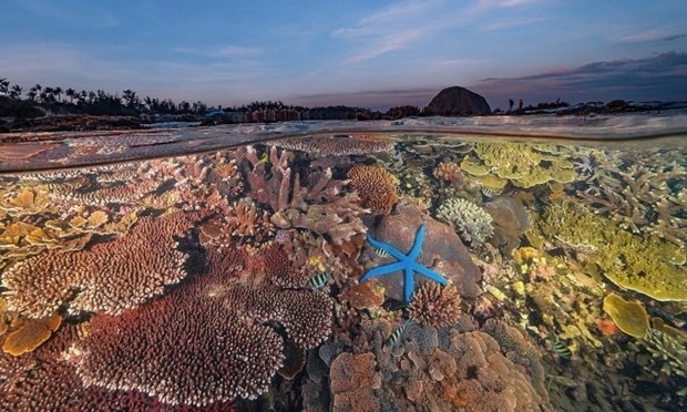 Las alfombras de coral emergen cuando la marea retrocede en Hon Yen, Phu Yen. (Foto: Nguyen Ngoc Thien)