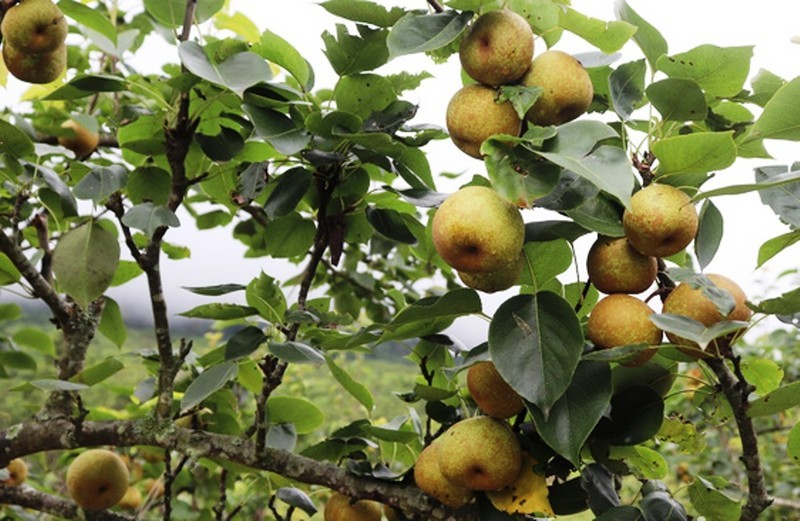 La recolección de peras se celebrará en la comuna de Nam Pung,. 