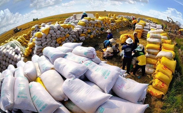 El arroz vietnamita se está beneficiando de los acuerdos de libre comercio. (Foto: VNA)
