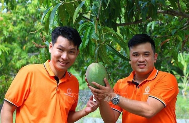 Se presenta mango fresco de Cam Lam, provincia de Khanh Hoa, en el sitio web. (Foto: VNA)