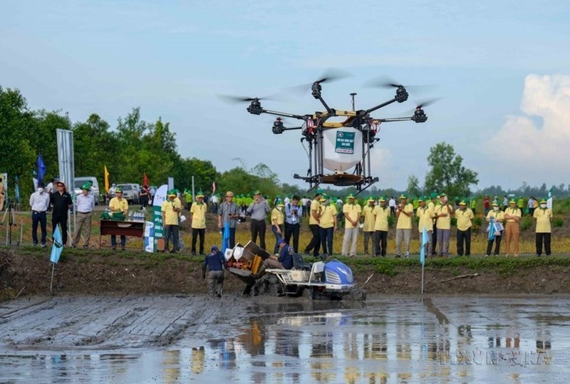 Demostración de fumigación y fertilización con drones a los cultivos de Can Tho. (Foto: VNA)