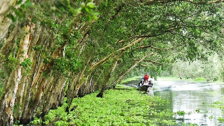 El bosque de cajeput de Tra Su en temporada de aguas altas.