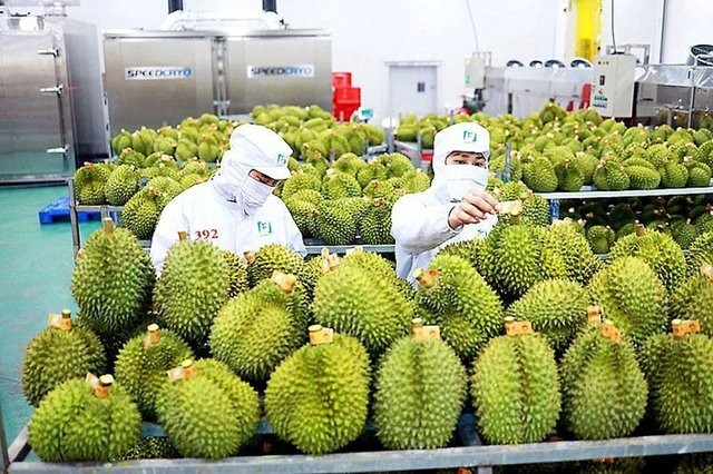 El durián es conocido como la "fruta rey" porque representa casi la mitad de las exportaciones de frutas y hortalizas. (Foto: Periódico Inversiones)