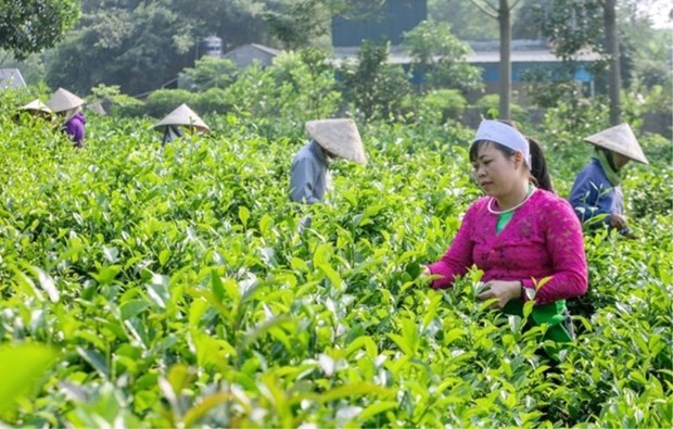 Desarrollo de economía verde, “oportunidad dorada” para mejorar bienestar social. (Foto: VNA)