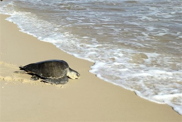 Liberan a tortuga marina en peligro de extinción al mar. (Foto: VNA)