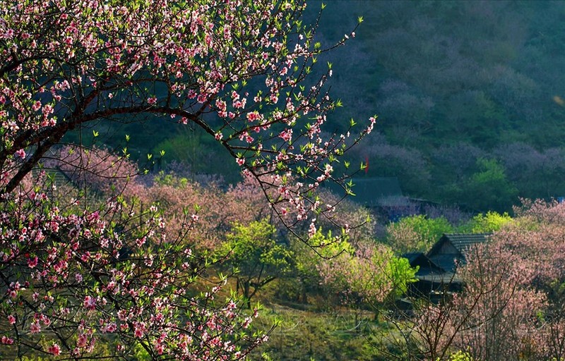 En primavera, Moc Chau posee una nueva belleza gracias a los colores de las flores por todas partes. (Foto: VNA)