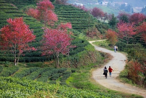 Florecen melocotones silvestres en zona montañosa vietnamita. (Foto: Internet)
